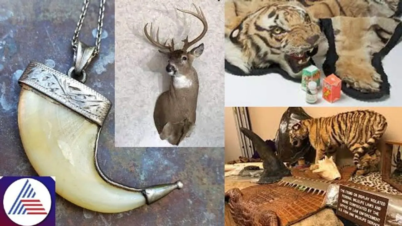 ನಿಮ್ಮ ಮನೆಯಲ್ಲಿ ವನ್ಯಜೀವಿ ವಸ್ತುಗಳಿದ್ದರೆ ಇಲಾಖೆಗೆ ಮರಳಿಸಲು 2 ತಿಂಗಳ ಕಾಲಾವಕಾಶ