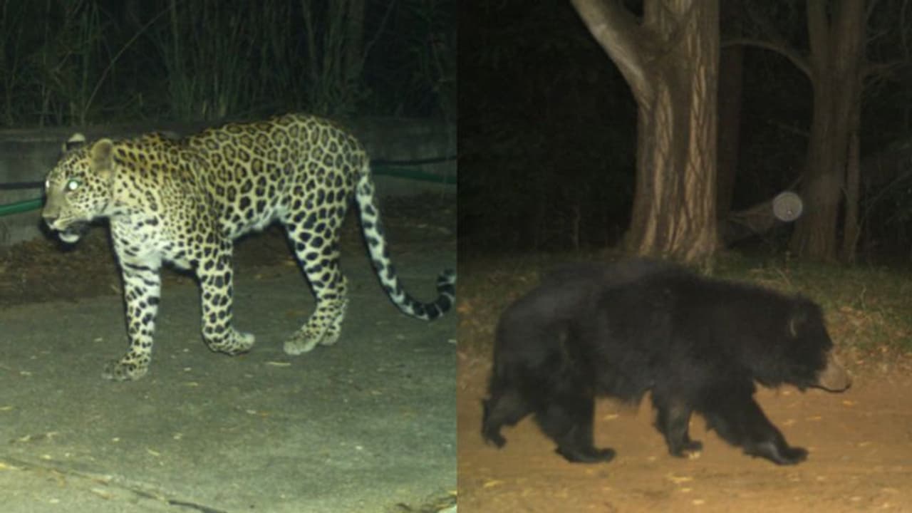 തിരുപ്പതിയെ ഭീതിയിലാഴ്ത്തി വീണ്ടും പുലിയും കരടിയും!, തീര്ത്ഥാടകര്ക്ക് കര്ശന മുന്നറിയിപ്പുമായി അധികൃതര് തിരുപ്പതിയെ ഭീതിയിലാഴ്ത്തി വീണ്ടും പുലിയും കരടിയും!, തീര്ത്ഥാടകര്ക്ക് കര്ശന മുന്നറിയിപ്പുമായി അധികൃതര്