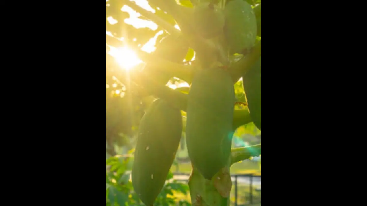 ಹಿಪ್ಪುನೇರಳೆ ತೋಟಗಳಿಗೆ ಎಲೆ ಸುರುಳಿ ಕೀಟ ಹಾವಳಿ