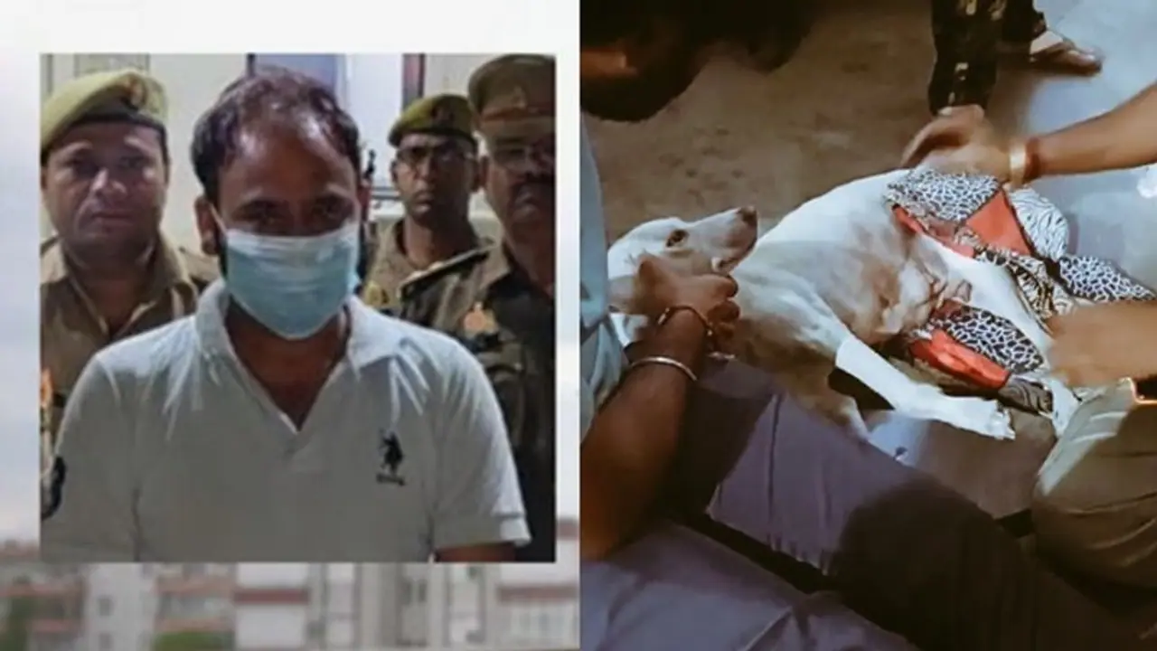 கர்ப்பிணி நாயை பலாத்காரம் செய்த காமக்கொடூரன்.. அக்கம் பக்கத்தினர் பார்த்ததால் என்ன செய்தார் தெரியுமா?