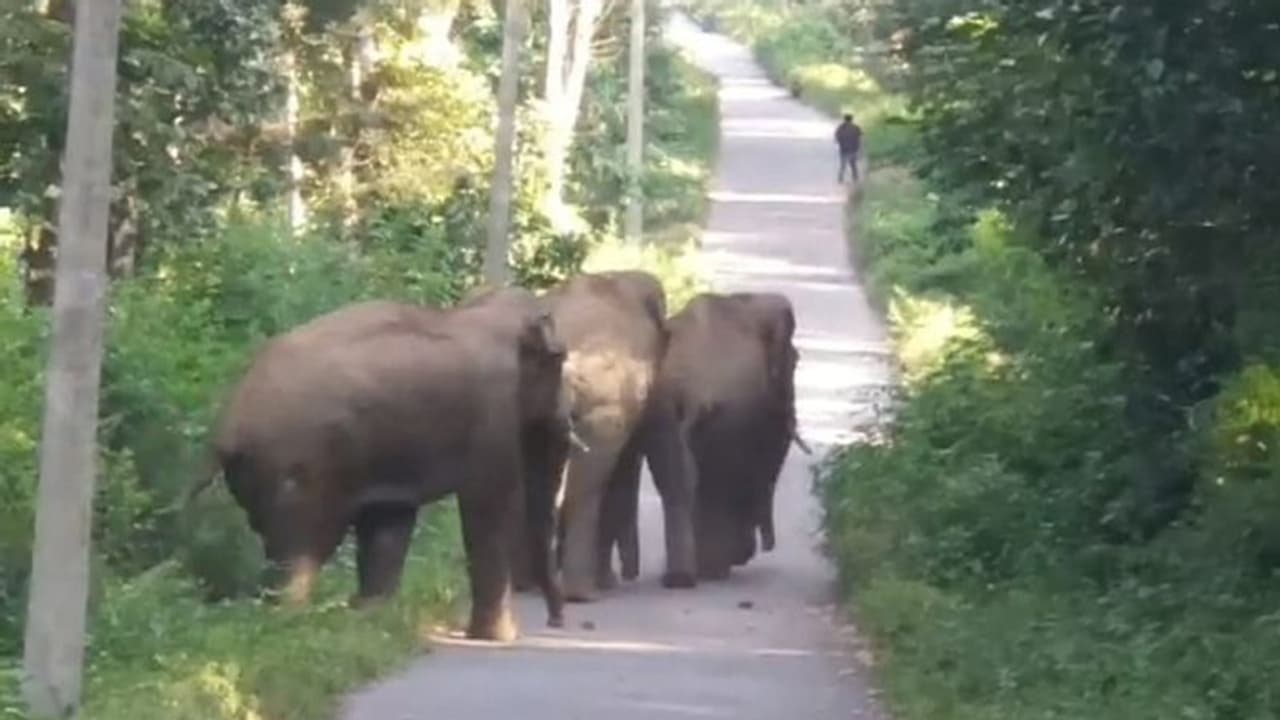 ಮಂಡ್ಯ: ಜಮೀನಿನಲ್ಲಿ ಕೂಲಿ ಕೆಲಸ ಮಾಡುವ ವೇಳೆ ಕಾಡಾನೆ ದಾಳಿ, ಮಹಿಳೆ ಸಾವು