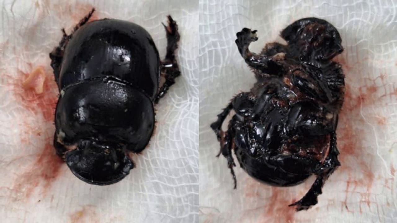 8മാസം പ്രായമുള്ള കുഞ്ഞിന് ശ്വാസതടസ്സം, കാരണമറിയാതെ വീട്ടുകാർ, തൊണ്ടയില് കുടുങ്ങിയത് കൊമ്പന് ചെല്ലി വണ്ട്! 8മാസം പ്രായമുള്ള കുഞ്ഞിന് ശ്വാസതടസ്സം, കാരണമറിയാതെ വീട്ടുകാർ, തൊണ്ടയില് കുടുങ്ങിയത് കൊമ്പന് ചെല്ലി വണ്ട്!