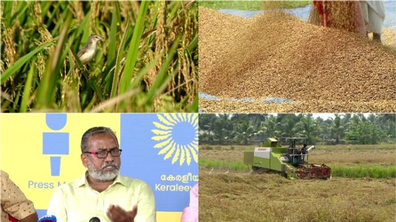 സംസ്ഥാനത്ത് നെല്ലു സംഭരണം അനിശ്ചിതത്വത്തിൽ, സഹകരണ സംഘങ്ങളെ ഏൽപ്പിക്കാനുള്ള ധാരണയിലും അന്തിമ തീരുമാനം ആയില്ല