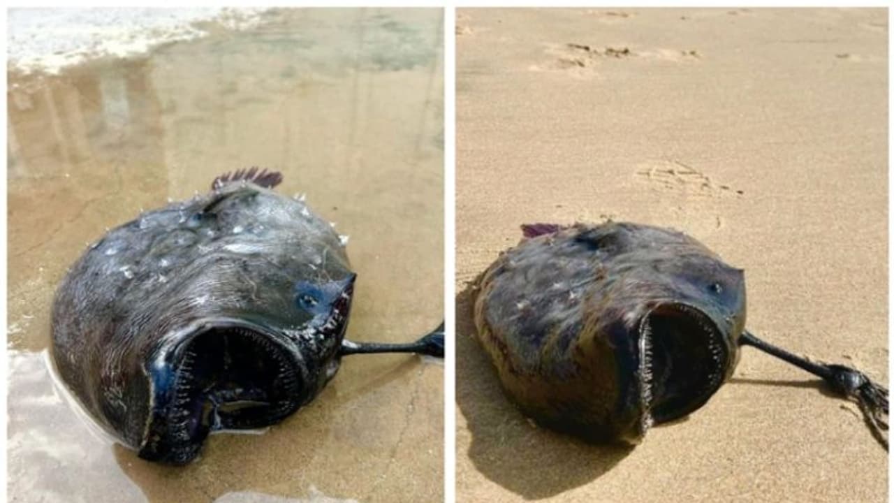 കര കയറുന്ന പസഫിക് ഫുട്ബോൾ മത്സ്യങ്ങള് കാലാവസ്ഥാ വ്യതിയാനത്തിന്റെ ദുരന്ത സൂചനയാകാം ! കര കയറുന്ന പസഫിക് ഫുട്ബോൾ മത്സ്യങ്ങള് കാലാവസ്ഥാ വ്യതിയാനത്തിന്റെ ദുരന്ത സൂചനയാകാം !