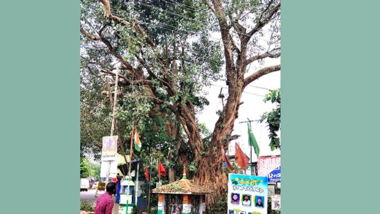 വെട്ടാൻ ക്വട്ടേഷൻ ക്ഷണിച്ചിട്ടും ആരും വന്നില്ല! പക്ഷെ ആൽമര മുത്തശ്ശി ഇനി ഓർമ്മയാകും വെട്ടാൻ ക്വട്ടേഷൻ ക്ഷണിച്ചിട്ടും ആരും വന്നില്ല! പക്ഷെ ആൽമര മുത്തശ്ശി ഇനി ഓർമ്മയാകും