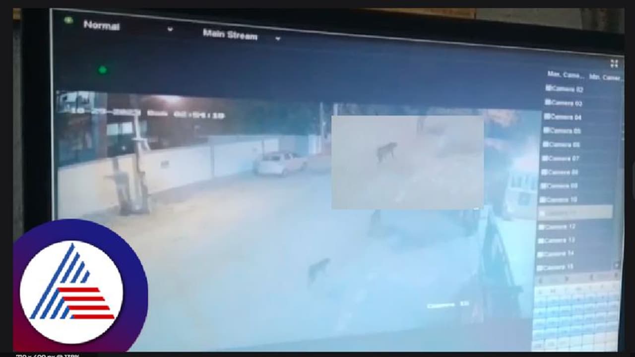 ಸಿಲಿಕಾನ್ ಸಿಟಿಯಲ್ಲಿ ಚಿರತೆ ನೈಟ್ ರೌಂಡ್ಸ್; ಸಿಸಿಟಿವಿ ದೃಶ್ಯ ನೋಡಿ ಬೆಚ್ಚಿಬಿದ್ದ ಬೆಂಗಳೂರಿಗರು! 