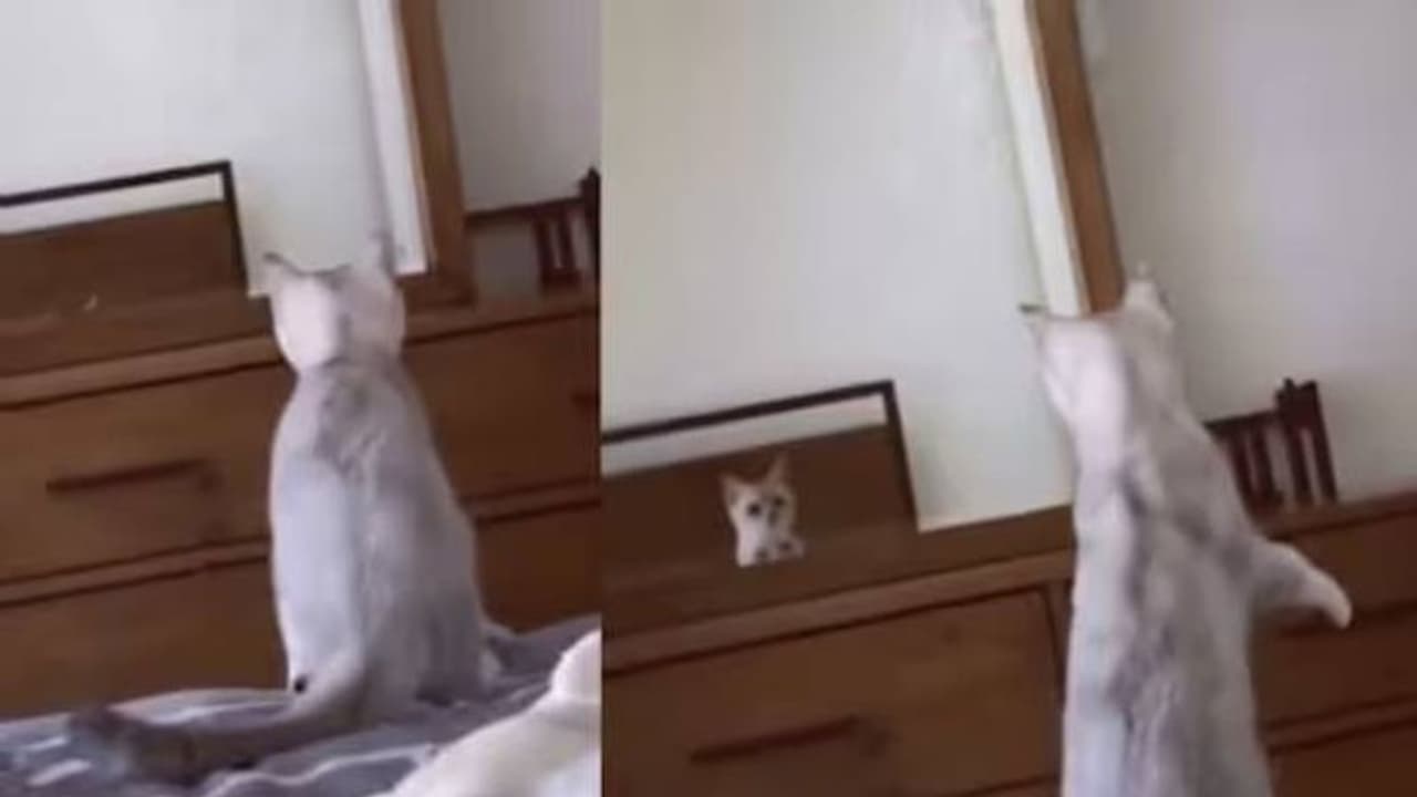 ചെവികൾ കണ്ട് ഞെട്ടി, സോഷ്യല് മീഡിയയില് ചിരിപടര്ത്തി കണ്ണാടിയ്ക്ക് മുന്നില് പെട്ട പൂച്ചക്കുട്ടി ചെവികൾ കണ്ട് ഞെട്ടി, സോഷ്യല് മീഡിയയില് ചിരിപടര്ത്തി കണ്ണാടിയ്ക്ക് മുന്നില് പെട്ട പൂച്ചക്കുട്ടി