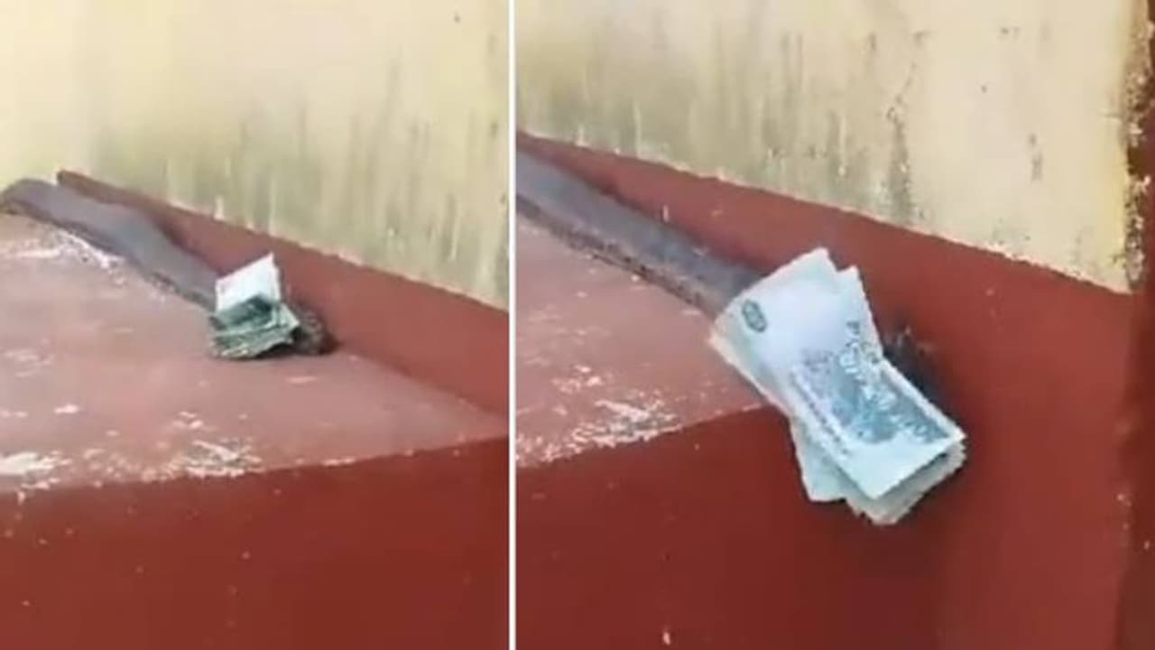 വീട്ടിലേക്ക് നോട്ടുകെട്ടുകളുമായി വരുന്ന പാമ്പ്, വൈറലായി വീഡിയോ! വീട്ടിലേക്ക് നോട്ടുകെട്ടുകളുമായി വരുന്ന പാമ്പ്, വൈറലായി വീഡിയോ!