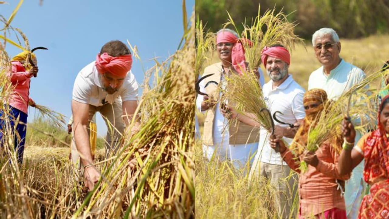 കൈയില് അരിവാളും തലയില് കെട്ടും; കര്ഷകനായി നെല്ല് കൊയ്ത് രാഹുല് ഗാന്ധി കൈയില് അരിവാളും തലയില് കെട്ടും; കര്ഷകനായി നെല്ല് കൊയ്ത് രാഹുല് ഗാന്ധി