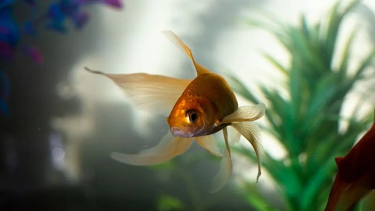 "இந்த" மீன்களை வீட்டில் வளர்த்தால் பணப்பிரச்சனை வரவே வராது...அது என்ன மீன்கள் தெரியுமா?