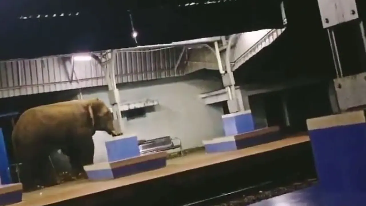 ಗಜರಾಜ ಎಕ್ಸ್‌ಪ್ರೆಸ್: ಪಾರ್ವತಿಪುರಂ ರೈಲು ನಿಲ್ದಾಣದಲ್ಲಿ ಆನೆಯ ಓಡಾಟ : ವೀಡಿಯೋ ವೈರಲ್‌