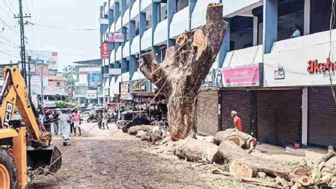 100 വയസ്സ് പിന്നിട്ട മരമുത്തശ്ശി, മരം മുറിക്കെതിരെ ഒറ്റയാൾ പ്രതിഷേധം, സമരക്കാരനെ നേരിടാൻ നാട്ടുകാർ, ഒടുവിൽ...