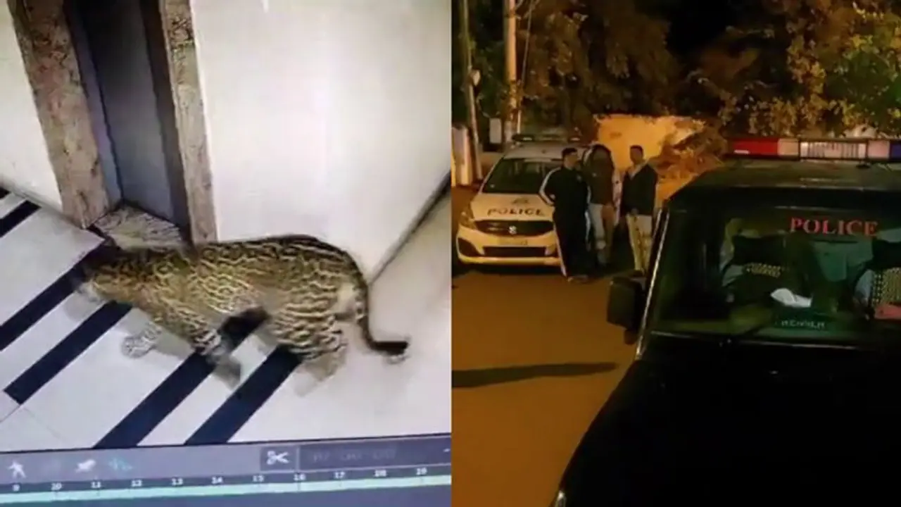 ಬೆಂಗಳೂರಿನಲ್ಲಿ ಚಿರತೆ ಹಿಡಿಯಲು 70 ಅರಣ್ಯ ಸಿಬ್ಬಂದಿ, ಥರ್ಮಲ್ ಡ್ರೋನ್ ಕ್ಯಾಮೆರಾ ಬಳಕೆ ಬೆಂಗಳೂರಿನಲ್ಲಿ ಚಿರತೆ ಹಿಡಿಯಲು 70 ಅರಣ್ಯ ಸಿಬ್ಬಂದಿ, ಥರ್ಮಲ್ ಡ್ರೋನ್ ಕ್ಯಾಮೆರಾ ಬಳಕೆ