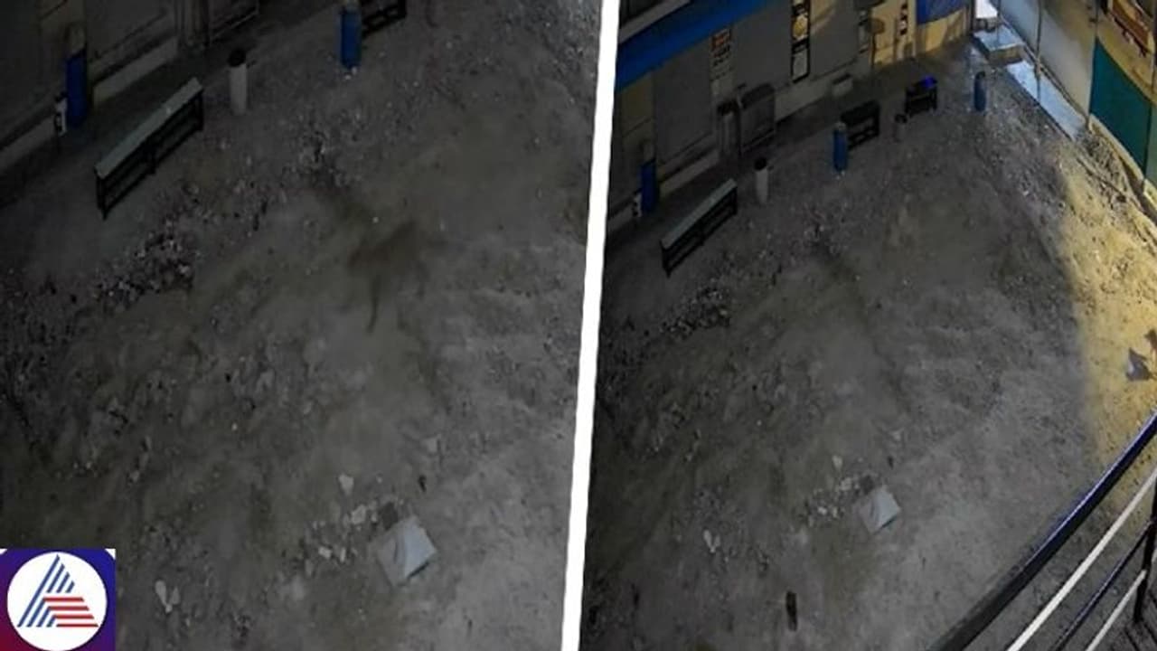 Leopard spotted in Bengaluru: People on high alert as officers launch search operation in Bommanahalli (WATCH)