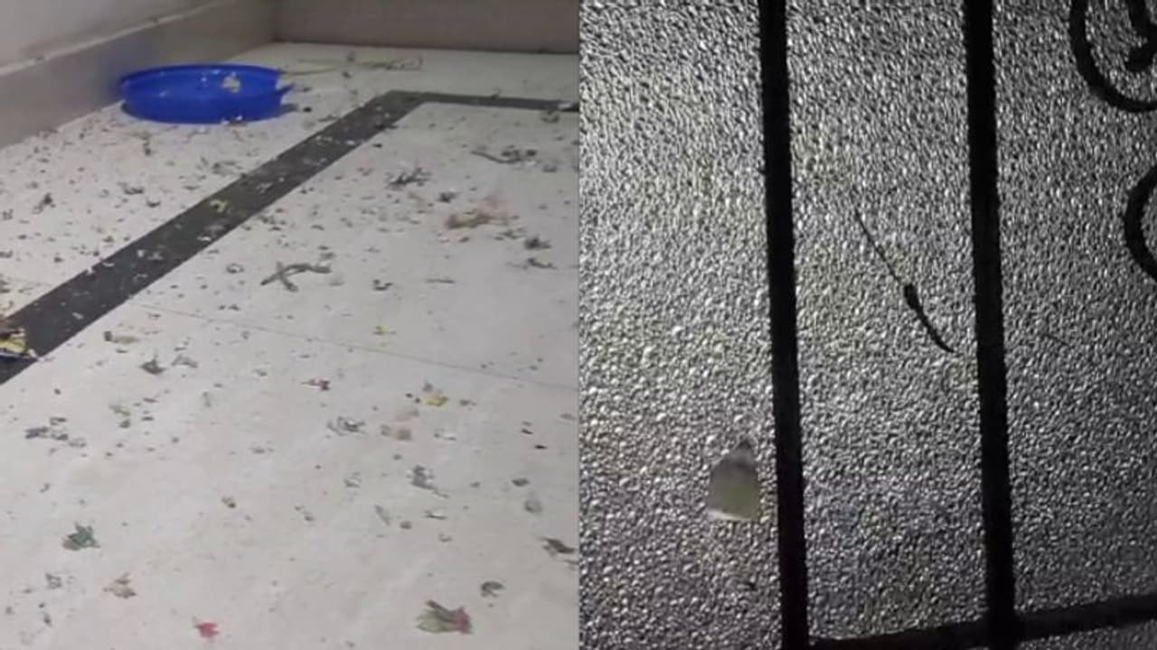 പെരുമാതുറ ബോംബേറ്: മൂന്ന് പേര് പിടിയിൽ, യുവാവിന്റെ പരിക്ക് ഗുരുതരം പെരുമാതുറ ബോംബേറ്: മൂന്ന് പേര് പിടിയിൽ, യുവാവിന്റെ പരിക്ക് ഗുരുതരം