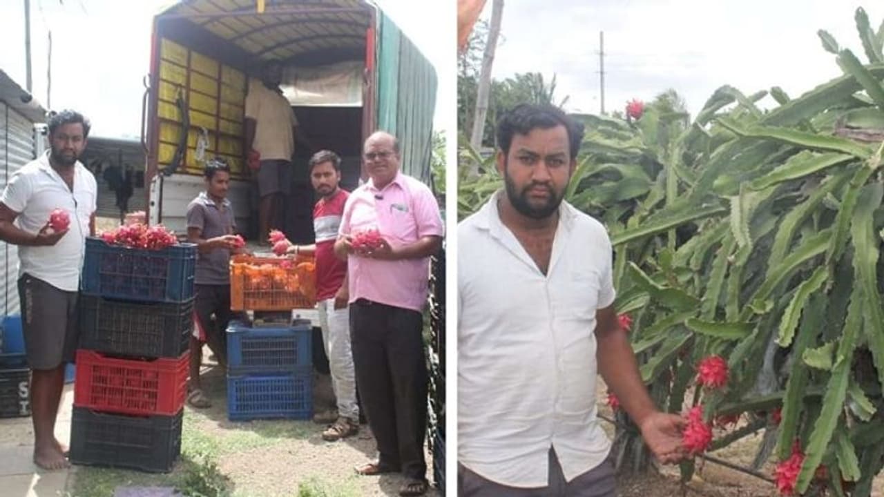 ವಿಜಯಪುರ: ಬರದಲ್ಲೂ ಗುಮ್ಮಟನಗರಿ ರೈತನ ಭರ್ಜರಿ ಆದಾಯ, ಡ್ರ್ಯಾಗನ್‌ ಬೆಳೆದು ಲಕ್ಷ ಲಕ್ಷ ಗಳಿಕೆ..!