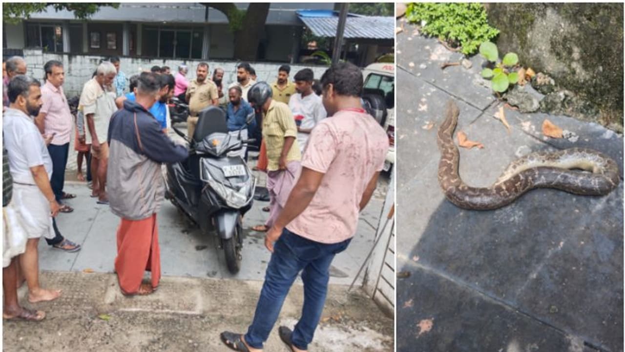 ഒന്നടങ്കം ഞെട്ടി ഗുരുവായൂർ! നിര്മാല്യം തൊഴുതെത്തി, ഈറൻമാറാൻ വസ്ത്രം എടുക്കവെ സ്കൂട്ടറിൽ പാമ്പ്; ഒടുവിൽ... ഒന്നടങ്കം ഞെട്ടി ഗുരുവായൂർ! നിര്മാല്യം തൊഴുതെത്തി, ഈറൻമാറാൻ വസ്ത്രം എടുക്കവെ സ്കൂട്ടറിൽ പാമ്പ്; ഒടുവിൽ...