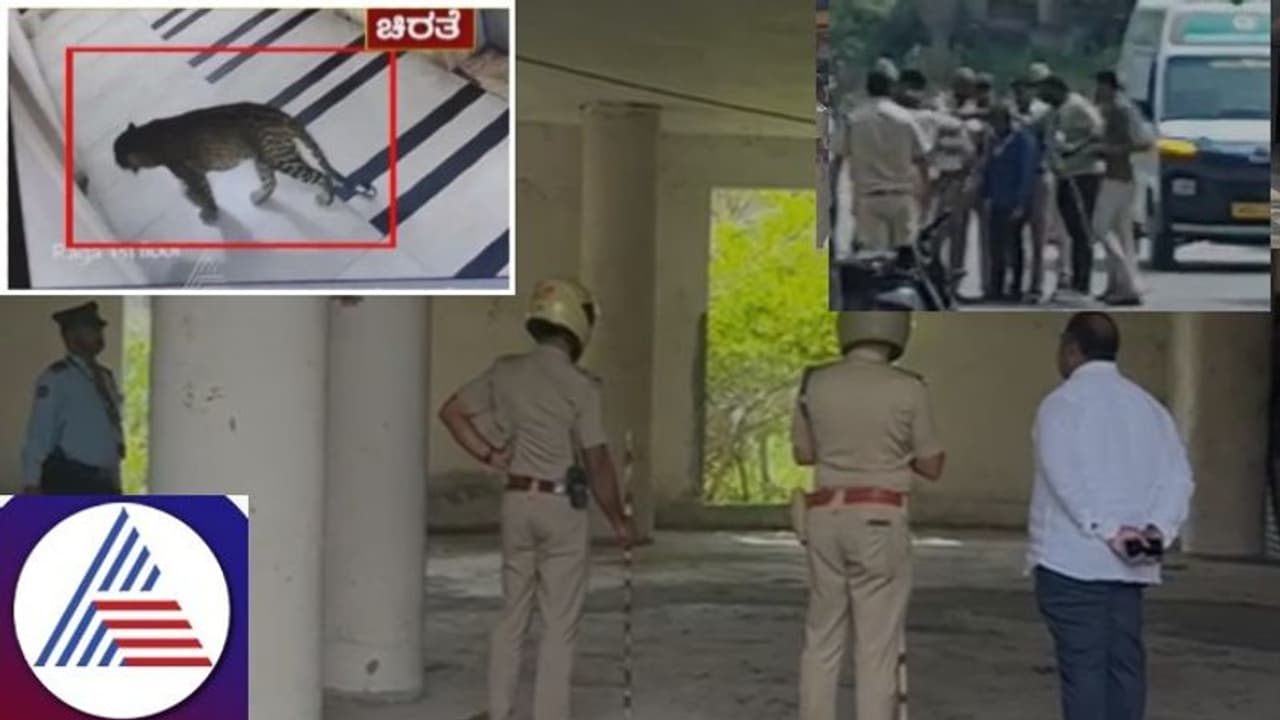 Bengaluru: Leopard escapes after being shot with anaesthesia, search operation persists