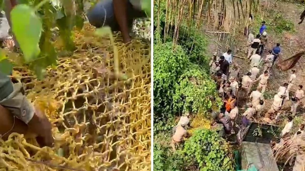 Bengaluru's elusive leopard captured after intensive effort (WATCH)