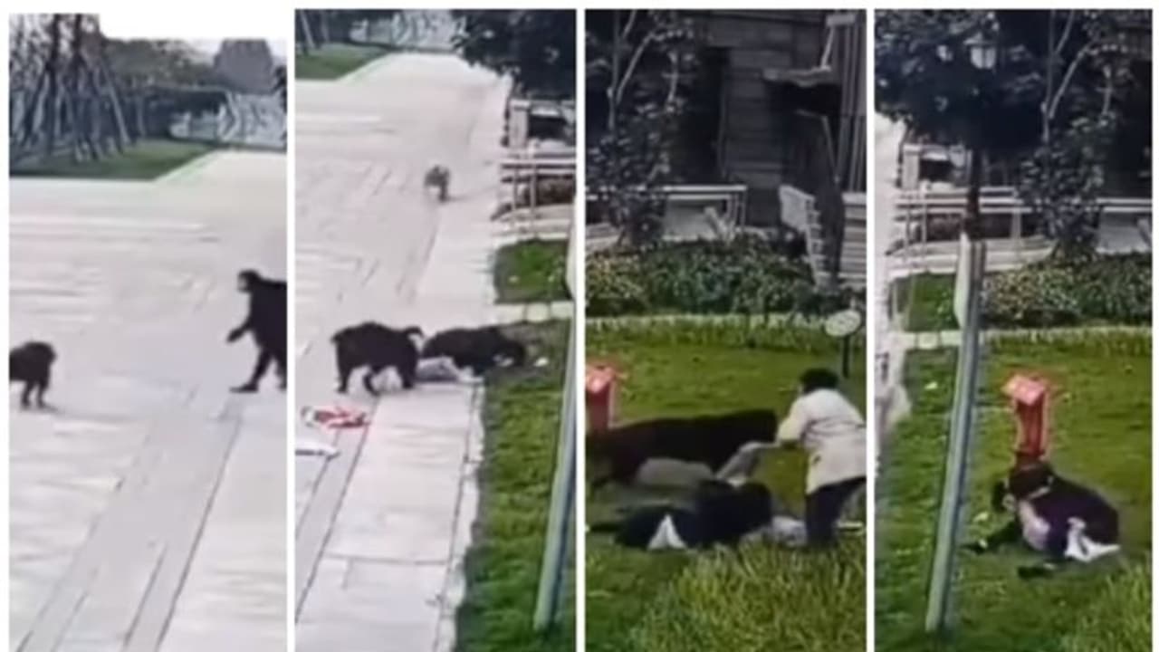 കണ്ട് നില്ക്കാനാകില്ല ഈ കാഴ്ച; അമ്മയോടൊപ്പമുള്ള കുഞ്ഞിനെ ക്രൂരമായി അക്രമിക്കുന്ന തെരുവ് നായ ! കണ്ട് നില്ക്കാനാകില്ല ഈ കാഴ്ച; അമ്മയോടൊപ്പമുള്ള കുഞ്ഞിനെ ക്രൂരമായി അക്രമിക്കുന്ന തെരുവ് നായ !