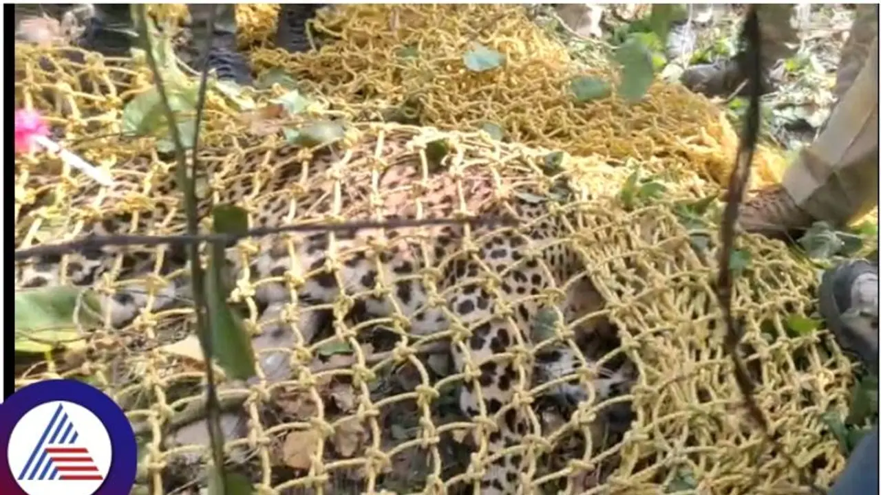 Bengaluru: Captured leopard succumbs to bullet injury shortly after capture Bengaluru: Captured leopard succumbs to bullet injury shortly after capture