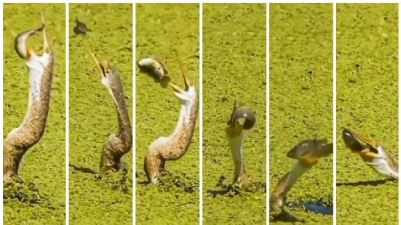 ജീവന്‍ മരണ പോരാട്ടം; പക്ഷിയുടെ കൊക്കില്‍ നിന്ന് രക്ഷപ്പെടാന്‍ അവസാന ശ്രമം നടത്തുന്ന മത്സ്യത്തിന്‍റെ വീഡിയോ !