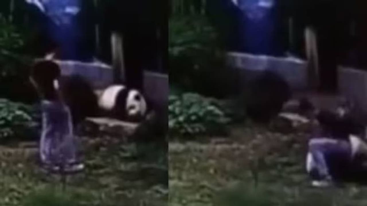 ഞെട്ടിക്കുന്ന വീഡിയോ, പാണ്ടയെ അടുത്ത് കാണാൻ കൂട്ടിൽക്കയറിയ യുവാവിന് സംഭവിച്ചത്