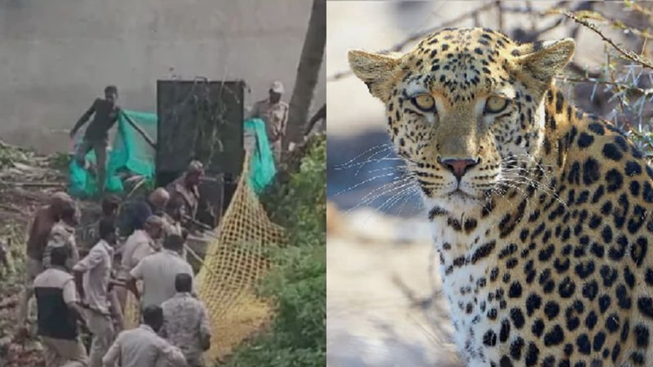 ಅಜ್ಮಲ್ ಕಸಬ್ನನ್ನು ಜೀವಂತ ಹಿಡಿದವರಿಗೆ ಚಿರತೆ ಜೀವಂತ ಸಿಕ್ಕಿಲ್ವಾ?: ಸಾಮಾಜಿಕ ಜಾಲತಾಣದಲ್ಲಿ ಆಕ್ರೋಶದ ರಣಕಹಳೆ! ಅಜ್ಮಲ್ ಕಸಬ್ನನ್ನು ಜೀವಂತ ಹಿಡಿದವರಿಗೆ ಚಿರತೆ ಜೀವಂತ ಸಿಕ್ಕಿಲ್ವಾ?: ಸಾಮಾಜಿಕ ಜಾಲತಾಣದಲ್ಲಿ ಆಕ್ರೋಶದ ರಣಕಹಳೆ!