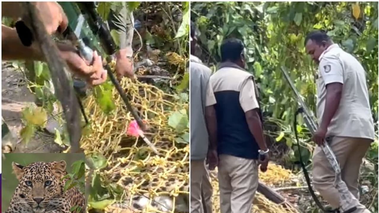 Bengaluru ನಾಲ್ಕು ದಿನ ಆಹಾರವಿಲ್ಲದೇ ಬಳಲಿದ್ದ ಚಿರತೆ ಎದೆಗೆ ಗುಂಡಿಟ್ಟು ಕೊಂದ ಅರಣ್ಯ ಇಲಾಖೆ: ಈ ಸಾವು ನ್ಯಾಯವೇ? Bengaluru ನಾಲ್ಕು ದಿನ ಆಹಾರವಿಲ್ಲದೇ ಬಳಲಿದ್ದ ಚಿರತೆ ಎದೆಗೆ ಗುಂಡಿಟ್ಟು ಕೊಂದ ಅರಣ್ಯ ಇಲಾಖೆ: ಈ ಸಾವು ನ್ಯಾಯವೇ?