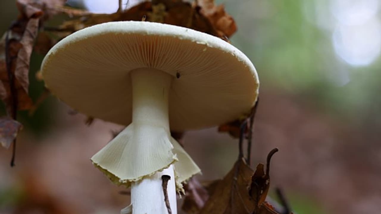 'മരണ തൊപ്പി കൂണ്‍' കറി വച്ച് വിളമ്പി, മുന്‍ ഭർത്താവിന്‍റെ അമ്മ ഉൾപ്പെടെ മൂന്ന് പേർ മരിച്ചു; യുവതി അറസ്റ്റിൽ 