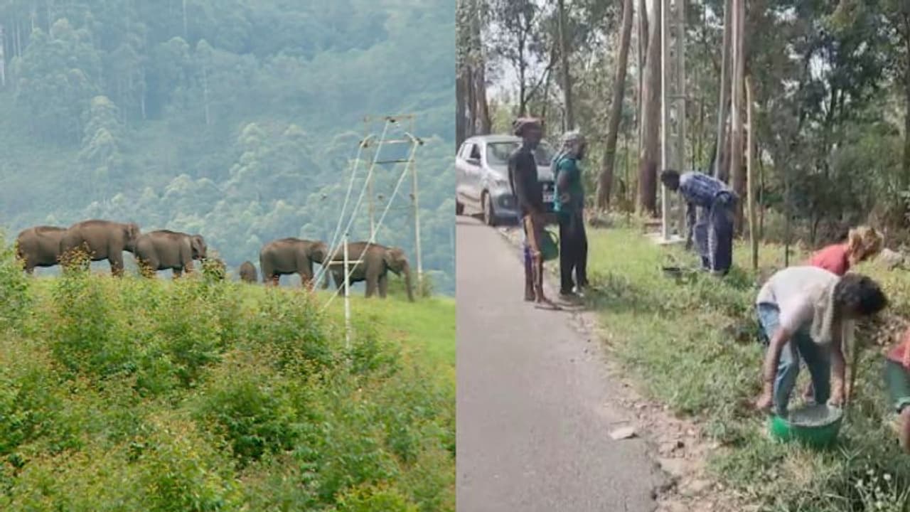 അവഗണിച്ച് വനംവകുപ്പ്, 6 കിലോമീറ്റർ ദൂരത്തില് പിരിവിട്ട് വൈദ്യുതി വേലിയൊരുക്കി നാട്ടുകാർ അവഗണിച്ച് വനംവകുപ്പ്, 6 കിലോമീറ്റർ ദൂരത്തില് പിരിവിട്ട് വൈദ്യുതി വേലിയൊരുക്കി നാട്ടുകാർ