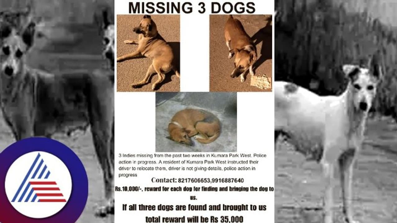 Bengaluru man's love for stray dogs: Find 3 missing dogs from Kumara Park and earn Rs 35000 reward