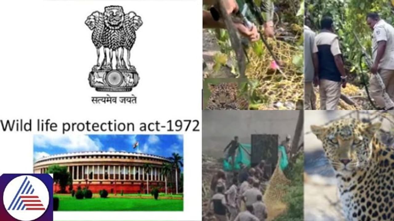 Leopard shot dead in Bengaluru: What does Wildlife Protection Act 1972 say?