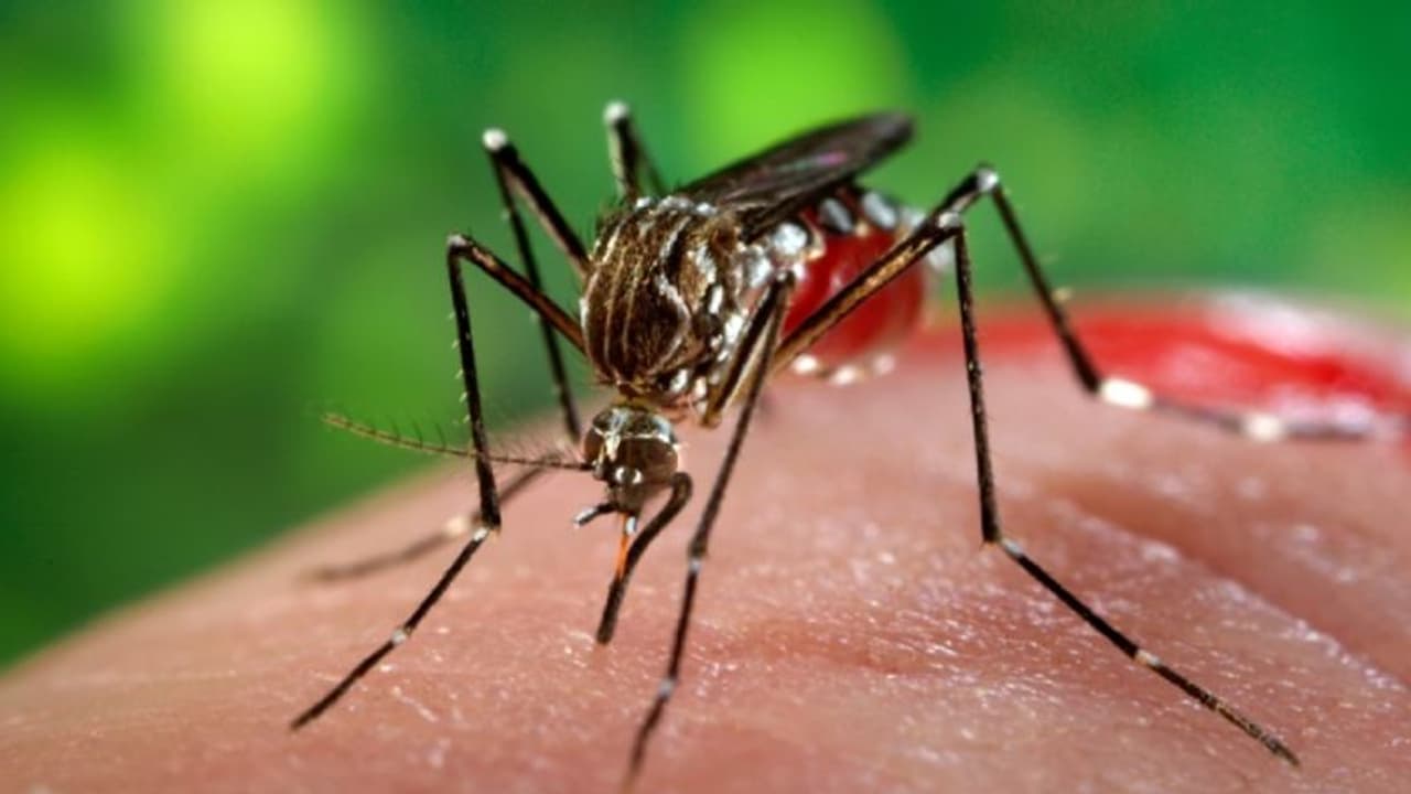 Karnataka govt releases guidelines to combat Zika virus outbreak; Read this