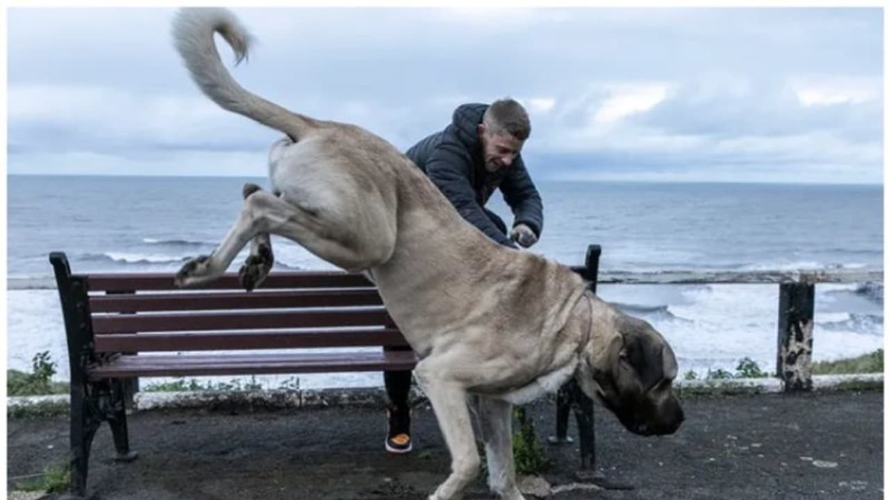 113 കിലോയുള്ള ഭീമൻ നായ; ദിവസവും ഒരു കോഴിയെ വേണം, തീറ്റയ്ക്ക് മാത്രം പ്രതിവര്ഷ ചെലവ് നാലര ലക്ഷം ! 113 കിലോയുള്ള ഭീമൻ നായ; ദിവസവും ഒരു കോഴിയെ വേണം, തീറ്റയ്ക്ക് മാത്രം പ്രതിവര്ഷ ചെലവ് നാലര ലക്ഷം !