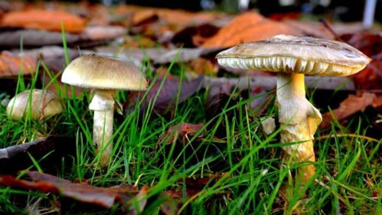 അരക്കപ്പ് മതി ജീവനെടുക്കാൻ, അറിയാം 'മരണത്തൊപ്പി'യെന്ന അപകടകാരിയായ കൂണിനെ കുറിച്ച് അരക്കപ്പ് മതി ജീവനെടുക്കാൻ, അറിയാം 'മരണത്തൊപ്പി'യെന്ന അപകടകാരിയായ കൂണിനെ കുറിച്ച്