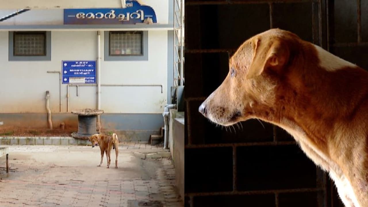 ഉറ്റവർ പോയത് രാമു അറിഞ്ഞില്ല, കണ്ണൂരിൽ മോർച്ചറി വാതിൽക്കല്‍ മാസങ്ങളായി കാത്തിരിപ്പിൽ നായ!