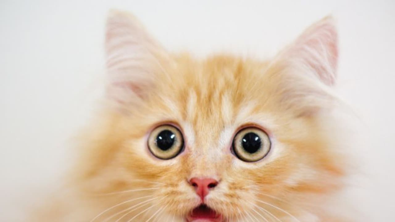 హృదయ విదారకం.. 5 రోజులు ఆహారం దొరక్క.. పిల్లి పచ్చి మాంసం తిన్న యువకుడు హృదయ విదారకం.. 5 రోజులు ఆహారం దొరక్క.. పిల్లి పచ్చి మాంసం తిన్న యువకుడు