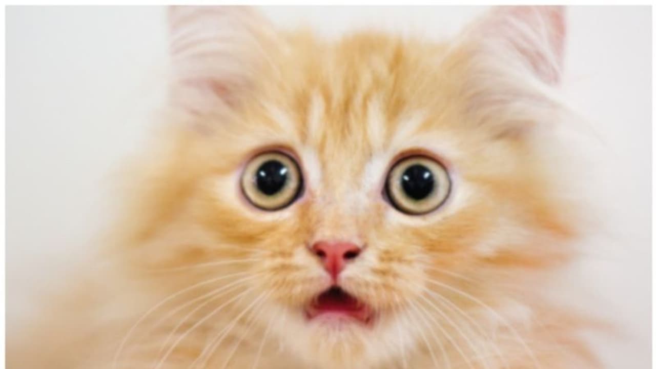 നിങ്ങളുടെ ഉത്തരം തെറ്റും ! പൂച്ചകള്ക്ക് എത്ര മുഖ ഭാവങ്ങള് പ്രകടിപ്പിക്കാന് പറ്റും? നിങ്ങളുടെ ഉത്തരം തെറ്റും ! പൂച്ചകള്ക്ക് എത്ര മുഖ ഭാവങ്ങള് പ്രകടിപ്പിക്കാന് പറ്റും?