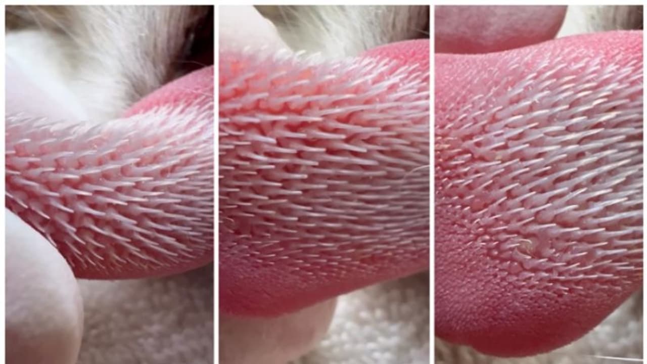 'അമ്പമ്പോ... പൂച്ചയുടെ നാക്ക് !! പൂച്ചയുടെ നാവിന്റെ ഞെട്ടിക്കുന്ന ക്ലോസപ്പ് ദൃശ്യങ്ങൾ കാണാം 'അമ്പമ്പോ... പൂച്ചയുടെ നാക്ക് !! പൂച്ചയുടെ നാവിന്റെ ഞെട്ടിക്കുന്ന ക്ലോസപ്പ് ദൃശ്യങ്ങൾ കാണാം