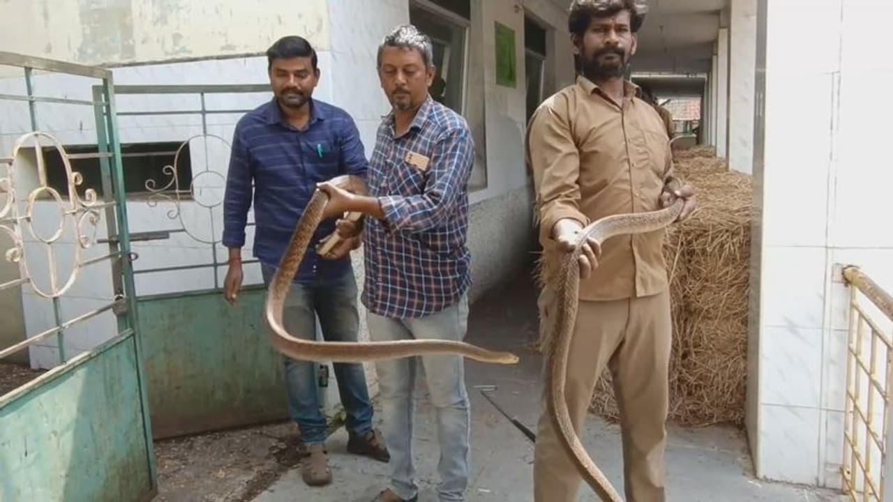 இடவசதியில்லாததால் ரத்து செய்யப்பட்ட வஉசி உயிரியல் பூங்கா உரிமம்; விலங்குகள் வேறு பகுதிக்கு மாற்றம் இடவசதியில்லாததால் ரத்து செய்யப்பட்ட வஉசி உயிரியல் பூங்கா உரிமம்; விலங்குகள் வேறு பகுதிக்கு மாற்றம்