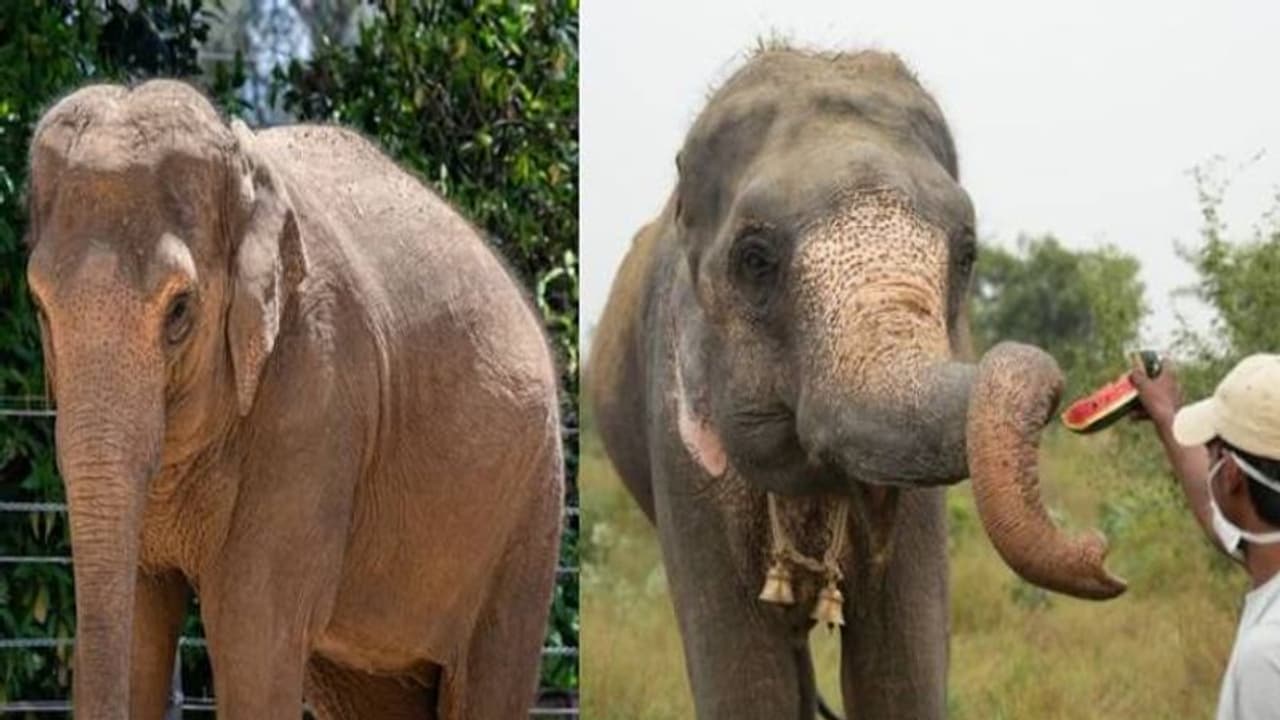 നീണ്ട വർഷങ്ങളുടെ കഷ്ടപ്പാടും വേദനകളും, രാമ എന്ന ആനയ്ക്ക് ഇനി പുതുജീവിതം നീണ്ട വർഷങ്ങളുടെ കഷ്ടപ്പാടും വേദനകളും, രാമ എന്ന ആനയ്ക്ക് ഇനി പുതുജീവിതം