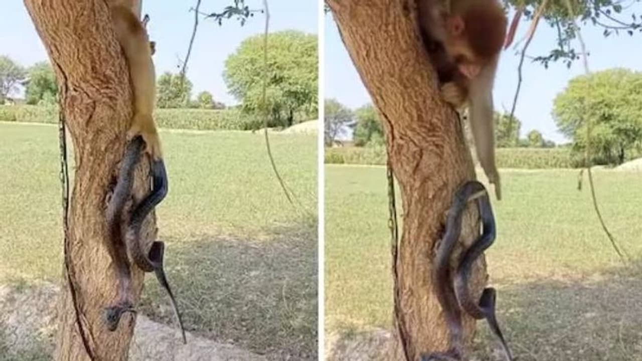 മൂർഖനെയും പേടിയില്ല, പാമ്പിന്റെ വാലെടുത്ത് വായിൽ വച്ച് കുരങ്ങൻ, സംഭവിച്ചത്