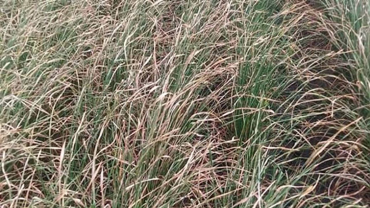 ಕೈಕೊಟ್ಟ ಮಳೆ: ದಿನೇ ದಿನ ಬಿಗಡಾಯಿಸುತ್ತಿರುವ ಬರ..!