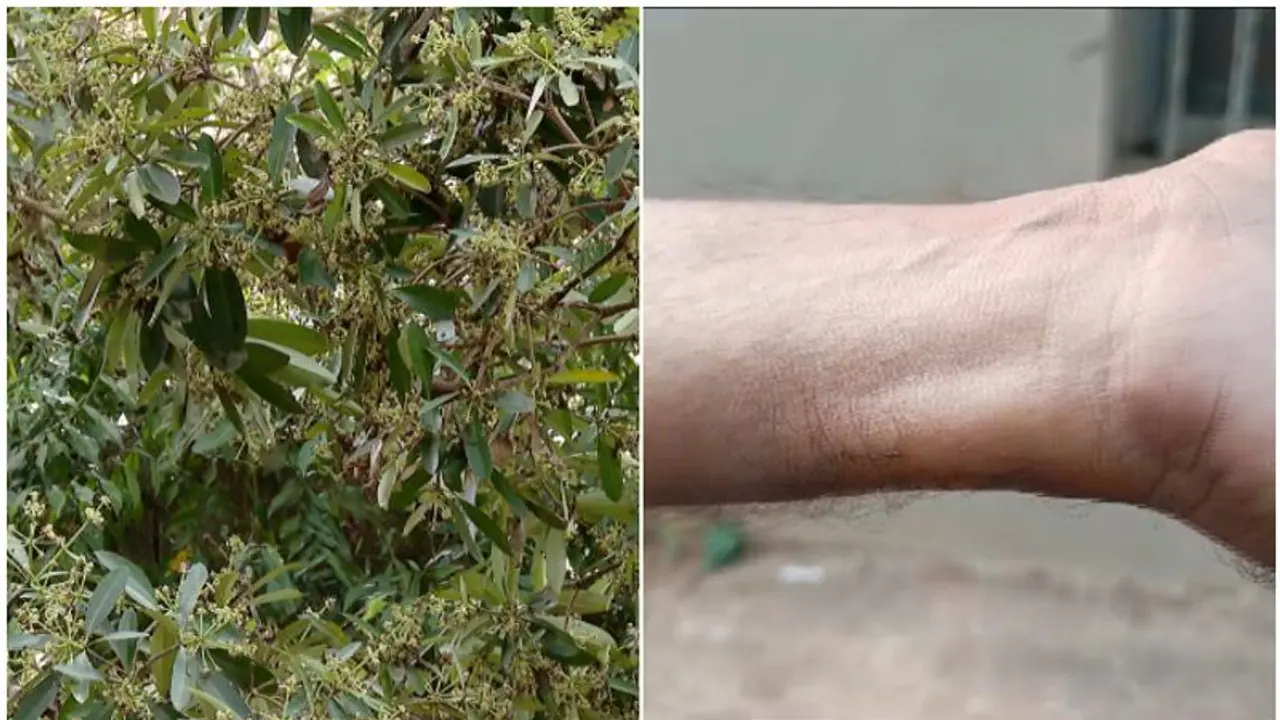 രാസവസ്തുക്കളുടെ ഗന്ധം, അതോ മരത്തിലെ പുഴുക്കൾ വീണതോ; കോടതിയിലെ കൂട്ട പനിബാധ, കണ്ണിന് ചുവപ്പ്; കാരണം അജ്ഞാതം രാസവസ്തുക്കളുടെ ഗന്ധം, അതോ മരത്തിലെ പുഴുക്കൾ വീണതോ; കോടതിയിലെ കൂട്ട പനിബാധ, കണ്ണിന് ചുവപ്പ്; കാരണം അജ്ഞാതം