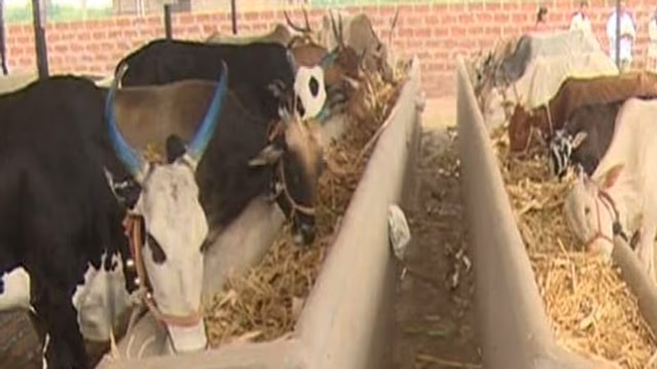 ಬಿಜೆಪಿ ಸರ್ಕಾರ ಘೋಷಿಸಿದ್ದ 21 ಗೋ ಶಾಲೆಗಳಿಗೆ ಕೊಕ್! ಬಿಜೆಪಿ ಸರ್ಕಾರ ಘೋಷಿಸಿದ್ದ 21 ಗೋ ಶಾಲೆಗಳಿಗೆ ಕೊಕ್!