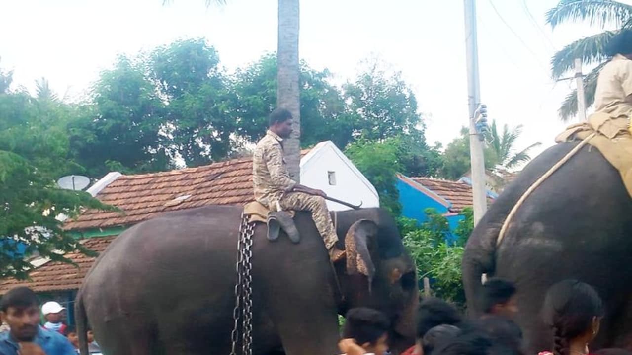 ನಂಜನಗೂಡು: ಹುಲಿ ಸೆರೆಗಾಗಿ ಆನೆಯೊಂದಿಗೆ ಕಾರ್ಯಾಚರಣೆ ನಂಜನಗೂಡು: ಹುಲಿ ಸೆರೆಗಾಗಿ ಆನೆಯೊಂದಿಗೆ ಕಾರ್ಯಾಚರಣೆ