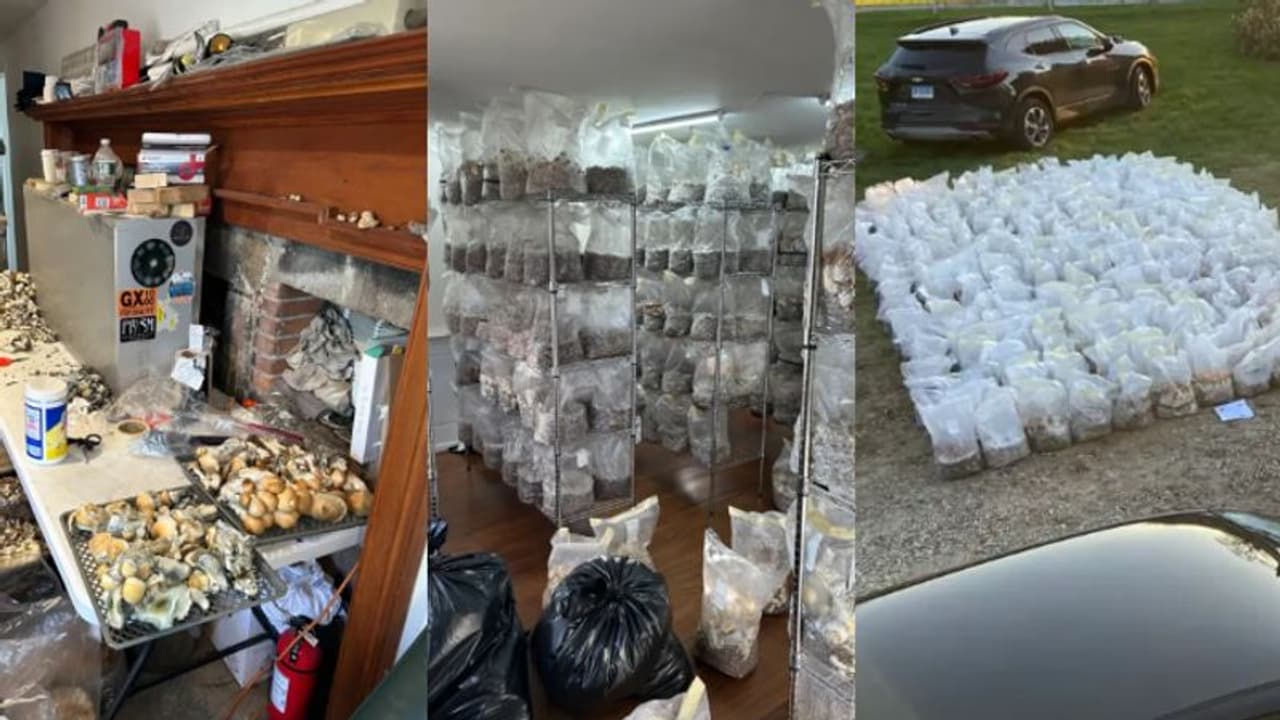 21കാരന്‍റെ വീട്ടിലെ അസ്വഭാവികത, പരിശോധനയ്ക്കെത്തിയ പൊലീസ് കണ്ടെത്തിയത് മാജിക് മഷ്റൂം ശേഖരവും, ലഹരി ഫാക്ടറിയും