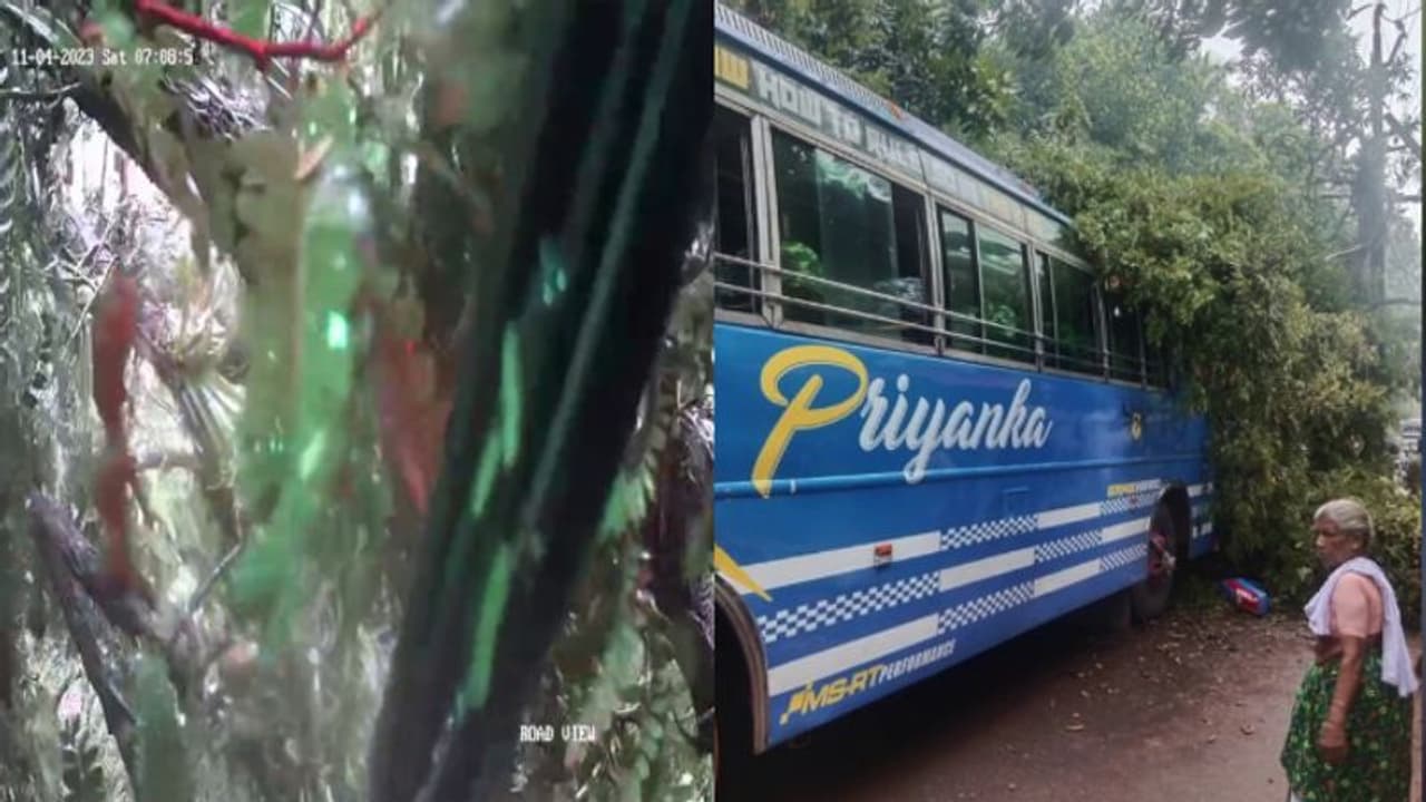ഓടുന്ന ബസിന് മുകളിലേക്ക് കൂറ്റന്‍ മരം പതിച്ചു!, നിലവിളിച്ച് യാത്രക്കാര്‍, അത്ഭുതകരം ഈ രക്ഷപ്പെടല്‍ വീഡിയോ