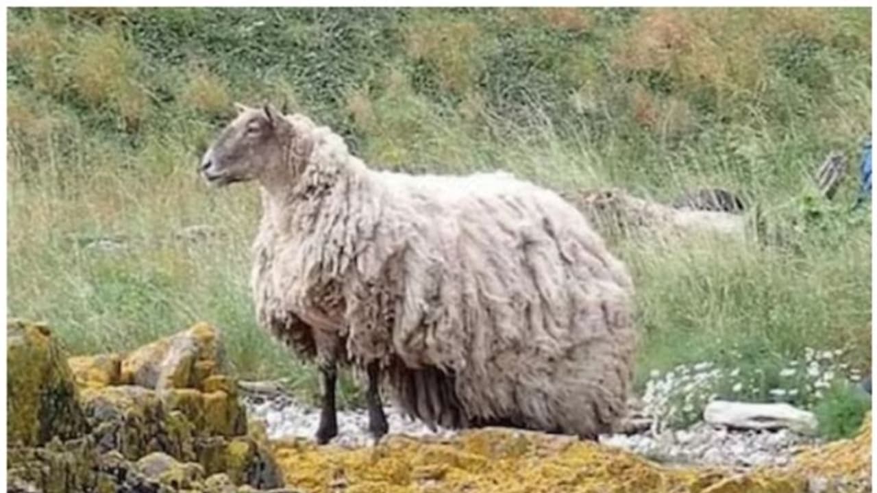 ഏകാന്തത അവസാനിപ്പിക്കണം; ബ്രിട്ടനില് വിചിത്ര ആവശ്യവുമായി മൃഗസ്നേഹികള് രംഗത്ത് ! ഏകാന്തത അവസാനിപ്പിക്കണം; ബ്രിട്ടനില് വിചിത്ര ആവശ്യവുമായി മൃഗസ്നേഹികള് രംഗത്ത് !